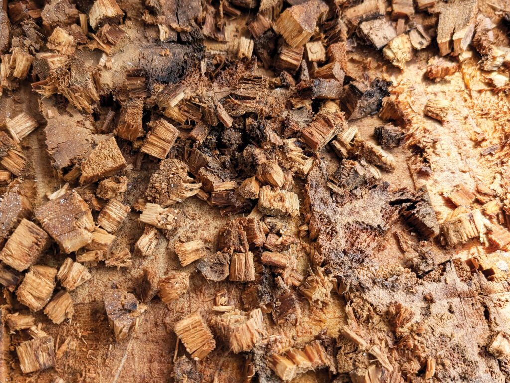 Rotten balsa wood